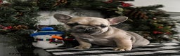 French Bulldog dogs for sale: Daisy - Ad 3