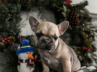 French Bulldog dogs Daisy - Ad 15