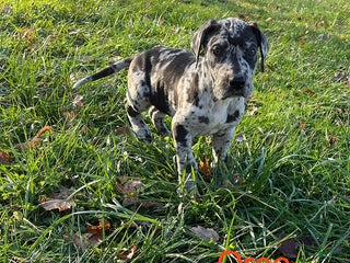 Great Dane dogs Oreo - Ad 12