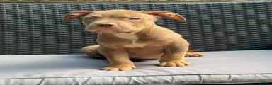 American Bully 3