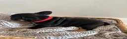 French Bulldog dogs for sale: Smurfette - Ad 15