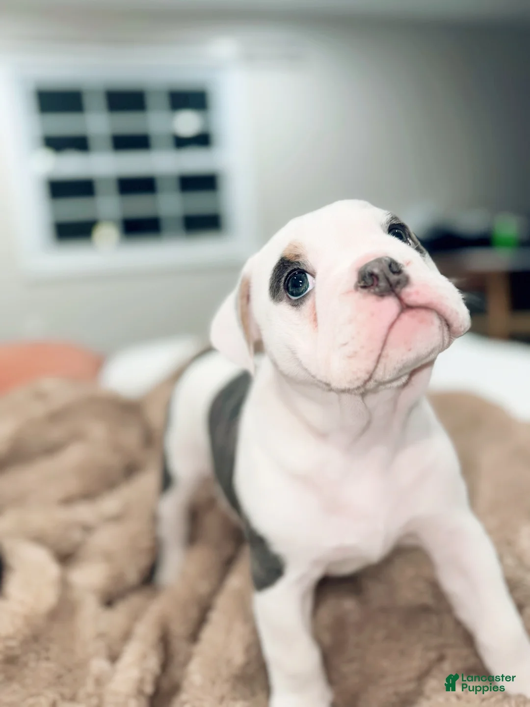 English Bulldog dogs for sale: English Bulldog Puppy 7 - Ad 15