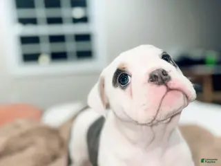 English Bulldog dogs English Bulldog Puppy 3 - Ad 29