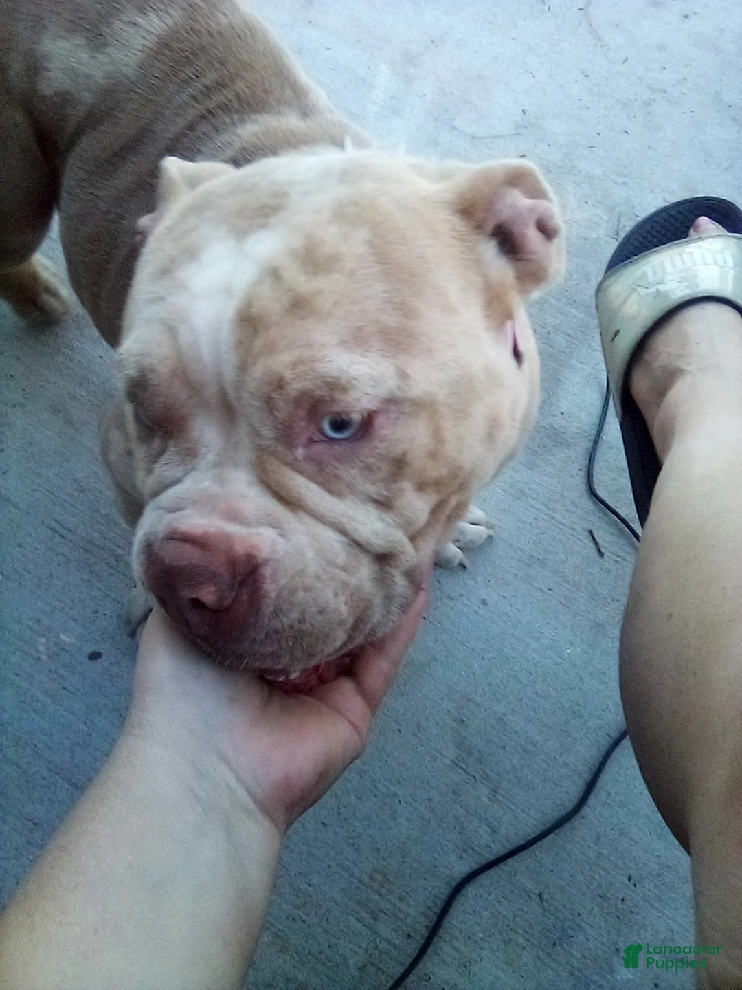 American Bully dogs for sale: American Bully Puppy 1 - Ad 6