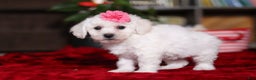 Bichon Frise dogs for sale: Roanna - Ad 6