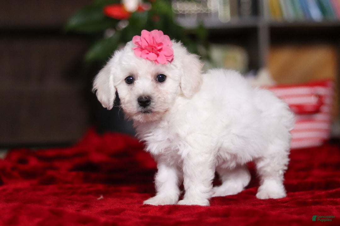 Bichon Frise dogs for sale: Roanna - Ad 6