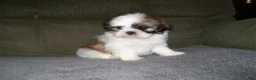 Shih Tzu dogs for sale: BENTLEY - Ad 4