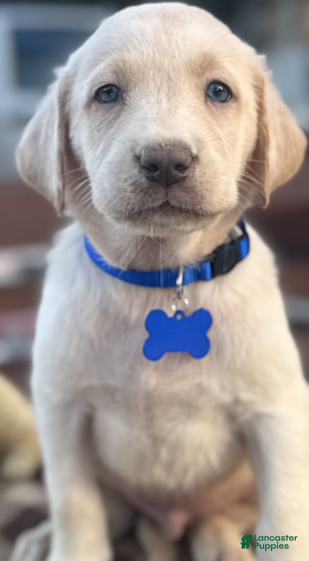 Labrador Retriever dogs for sale: Labrador Retriever Puppy 1 - Ad 11