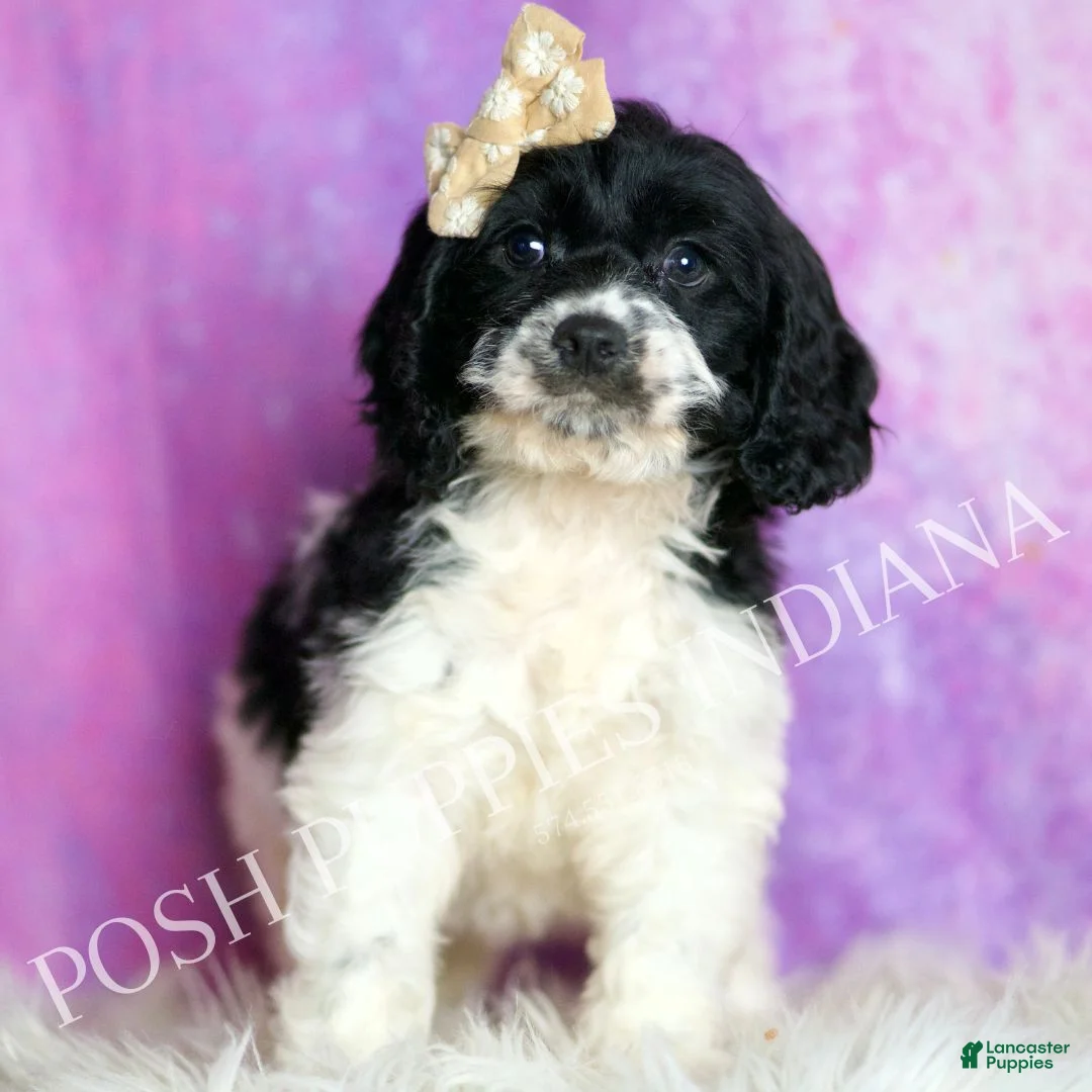 Cavapoo dogs for sale: Tutu Adorable Champion Line Cavapoo  - Ad 1