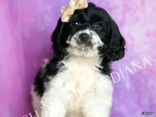 Cavapoo dogs Tutu Adorable Champion Line Cavapoo - Ad 34