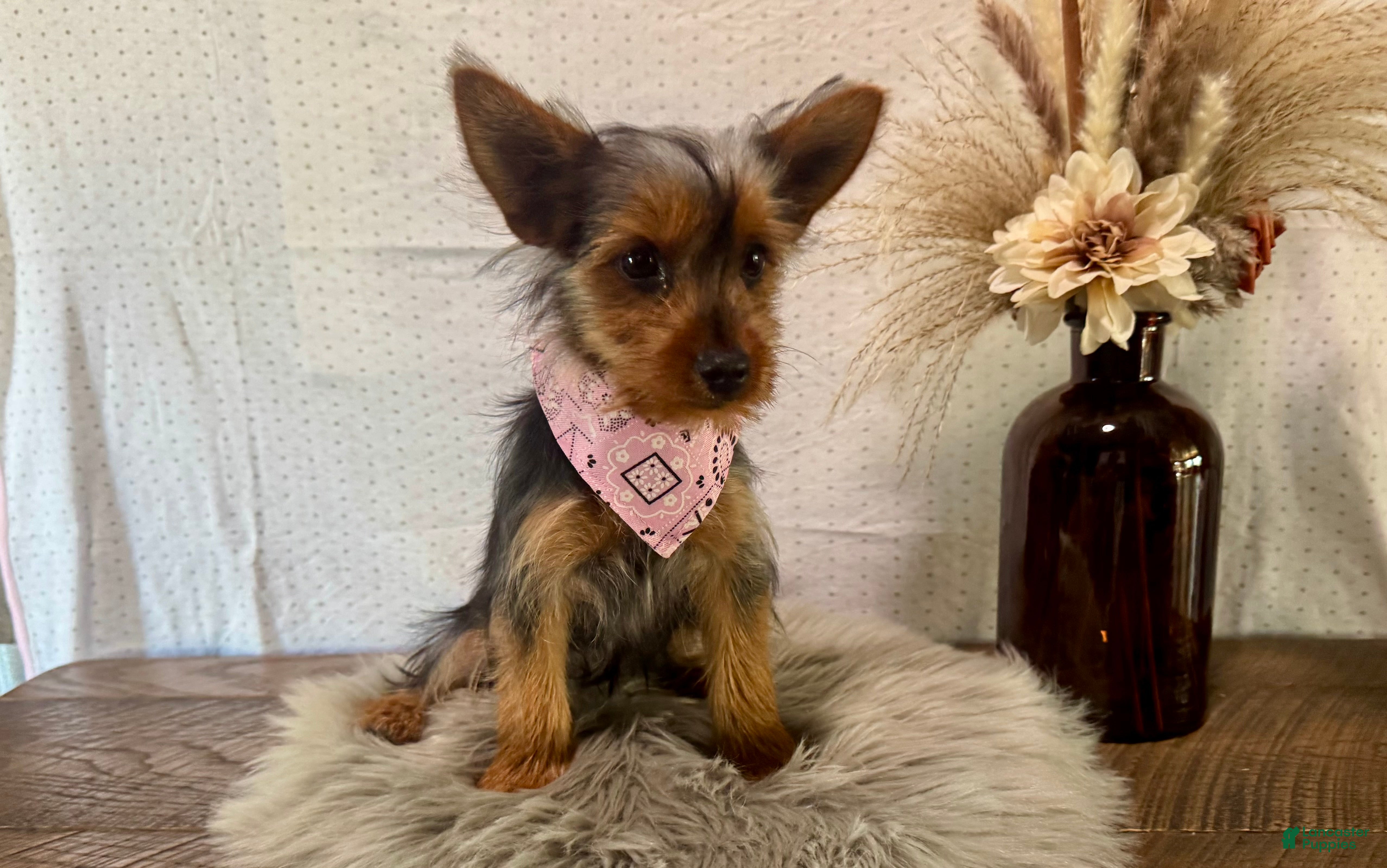 Yorkshire Terrier dogs for sale: Sharla - Ad 2