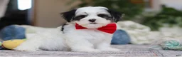 Morkie dogs for sale: Carson - Ad 4