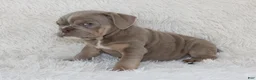 English Bulldog dogs for sale: Kane - Ad 6