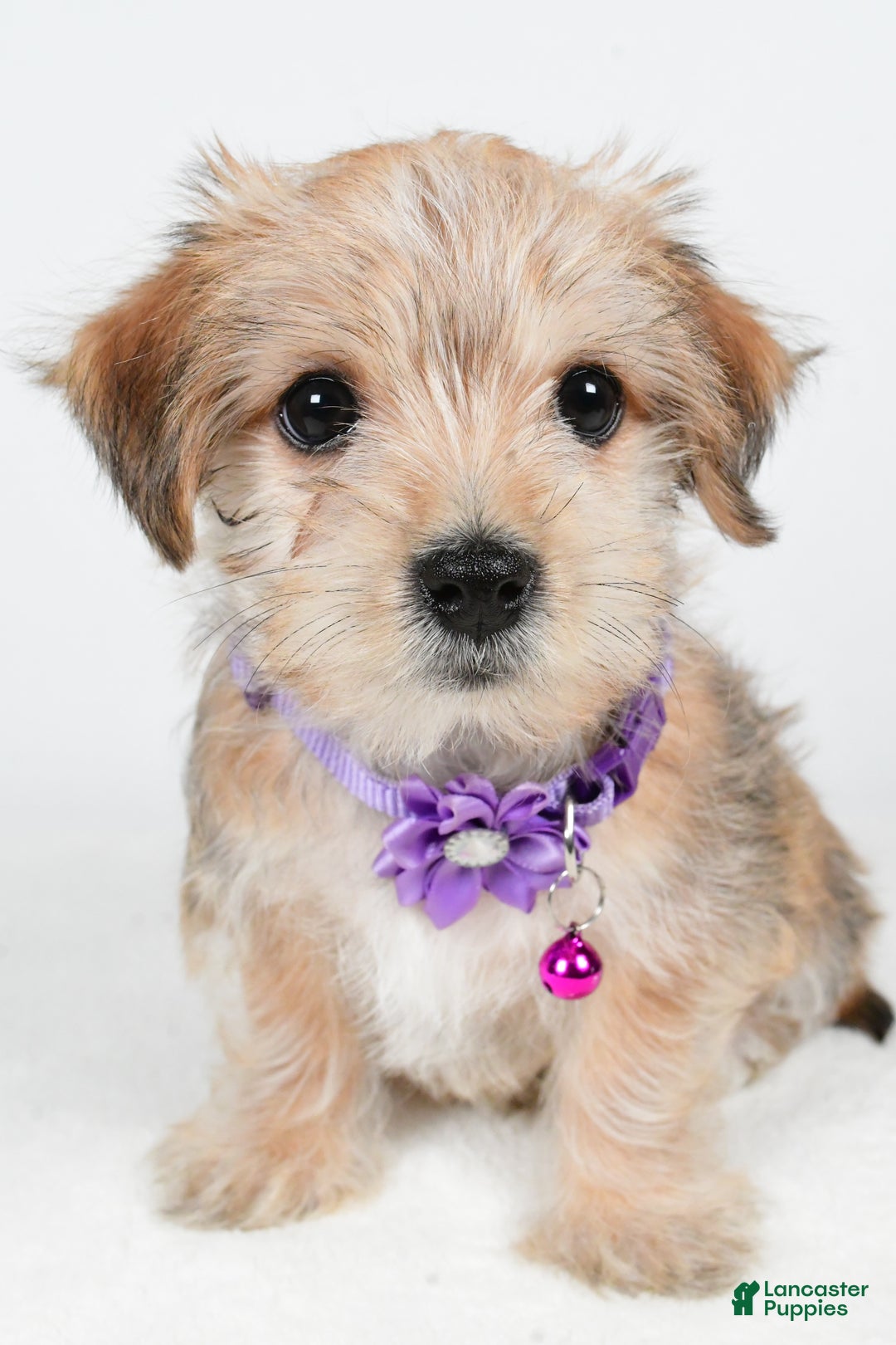 Morkie dogs for sale: Vicky - Ad 8