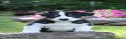 Welsh Corgi Pembroke dogs for sale: Owen - Ad 1