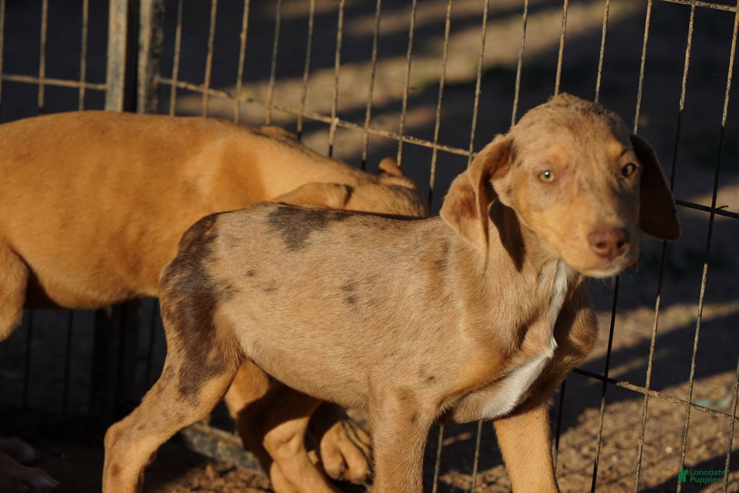 Mixed Breed dogs for sale: POL Lilac Fawn Merle F RT - Ad 2