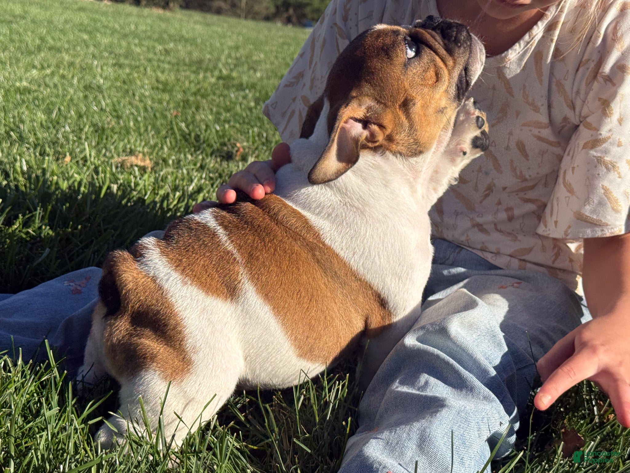 English Bulldog dogs for sale: Winston - Ad 2
