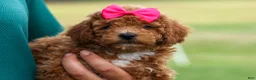 Miniature Poodle dogs for sale: Zuzu - Ad 5