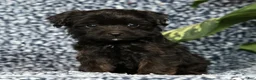 Yorkiepoo dogs for sale: Ronnie - Ad 4