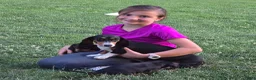 Dachshund dogs for sale: Cooper  - Ad 4