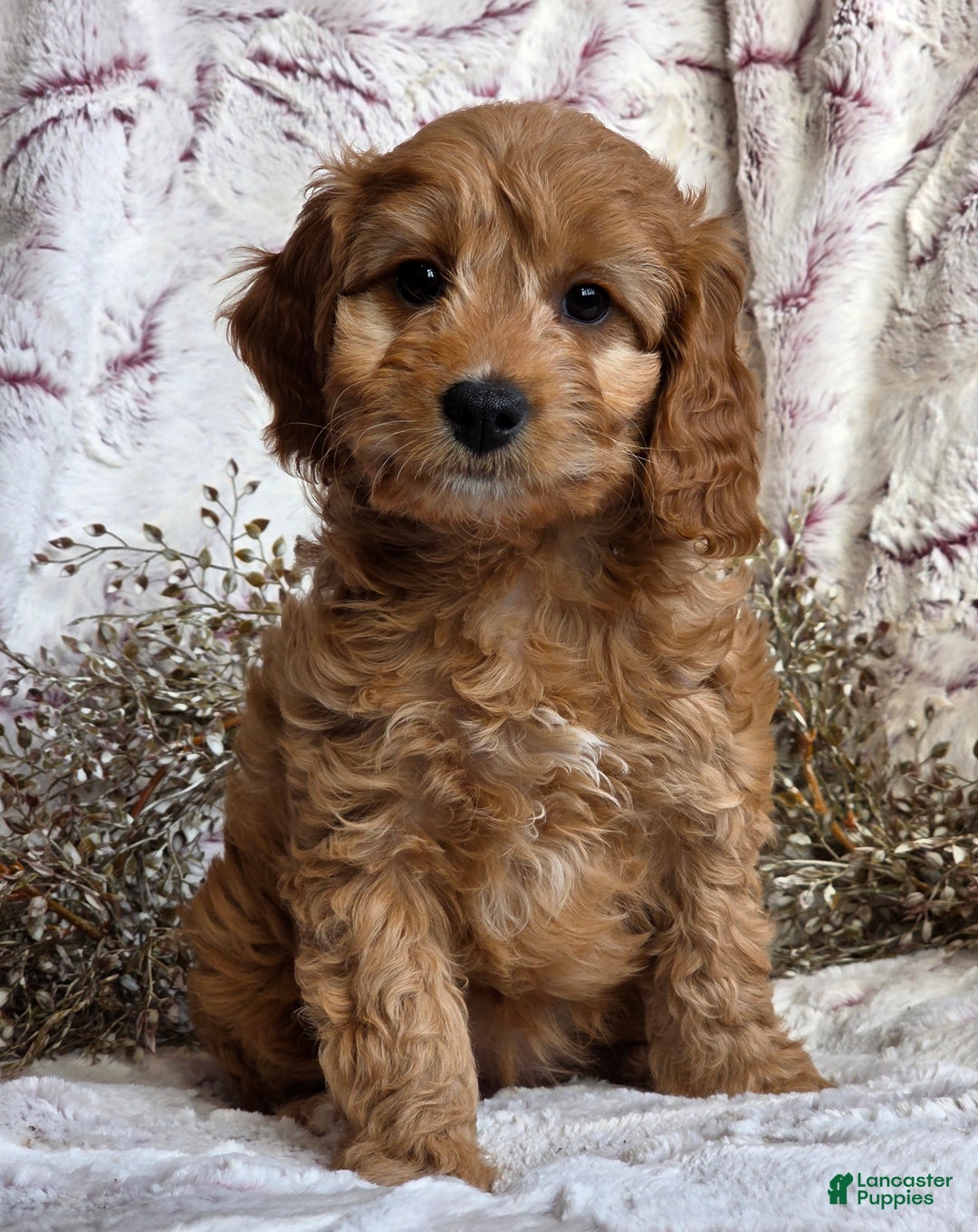Cavapoo dogs for sale: Karla - Ad 2