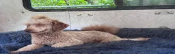 Miniature Poodle dogs for stud: Xylon - Ad 1