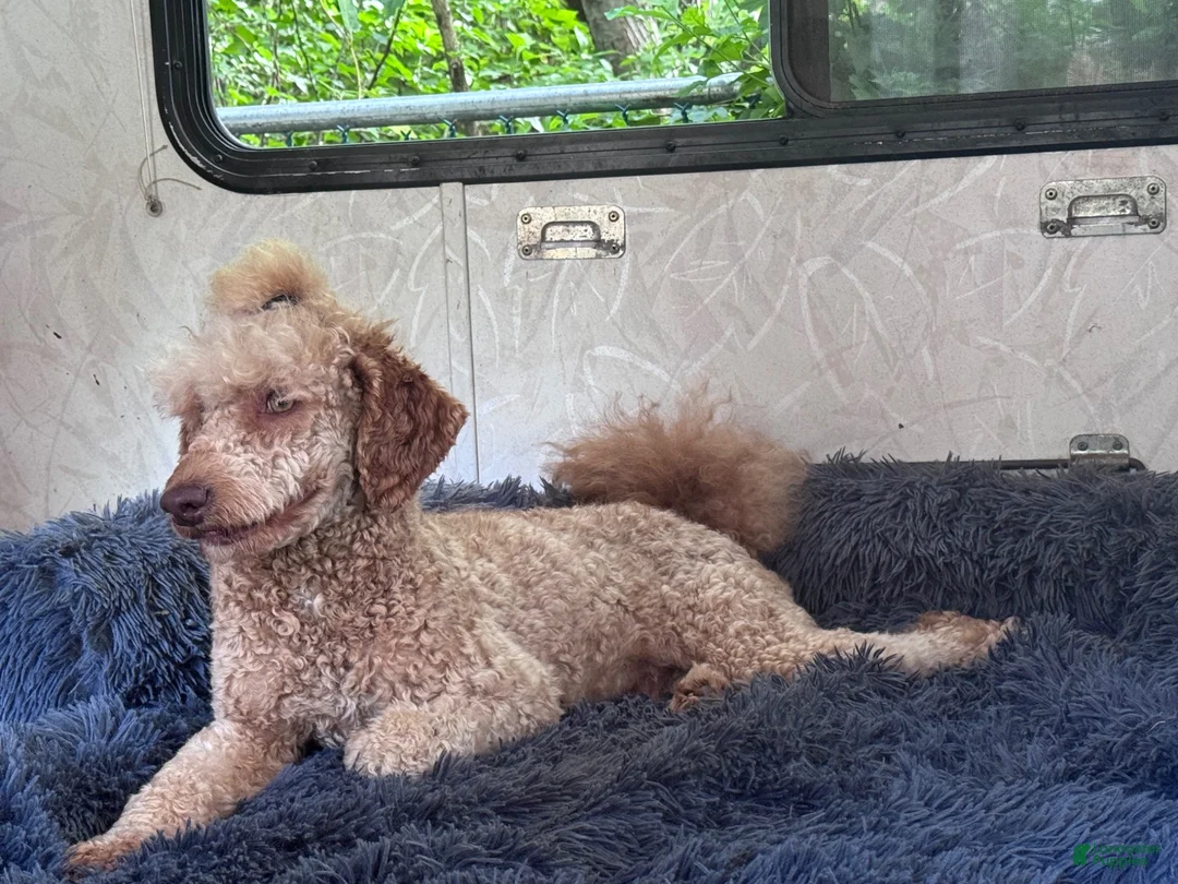 Miniature Poodle dogs for stud: Xylon - Ad 1