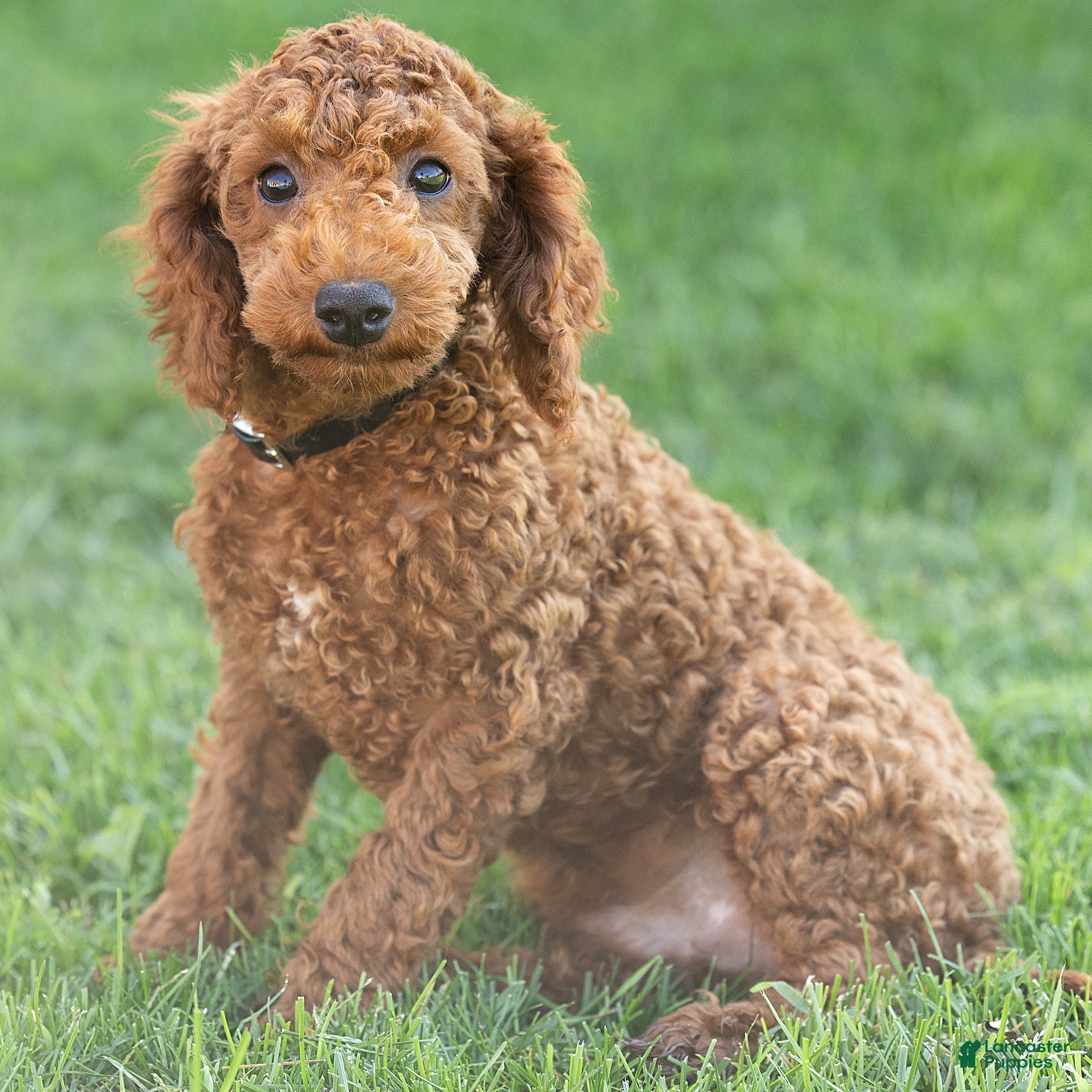 Toy Poodle dogs George Toy Poodle  - Ad 1