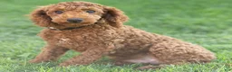 Toy Poodle dogs for sale: George Toy Poodle  - Ad 1