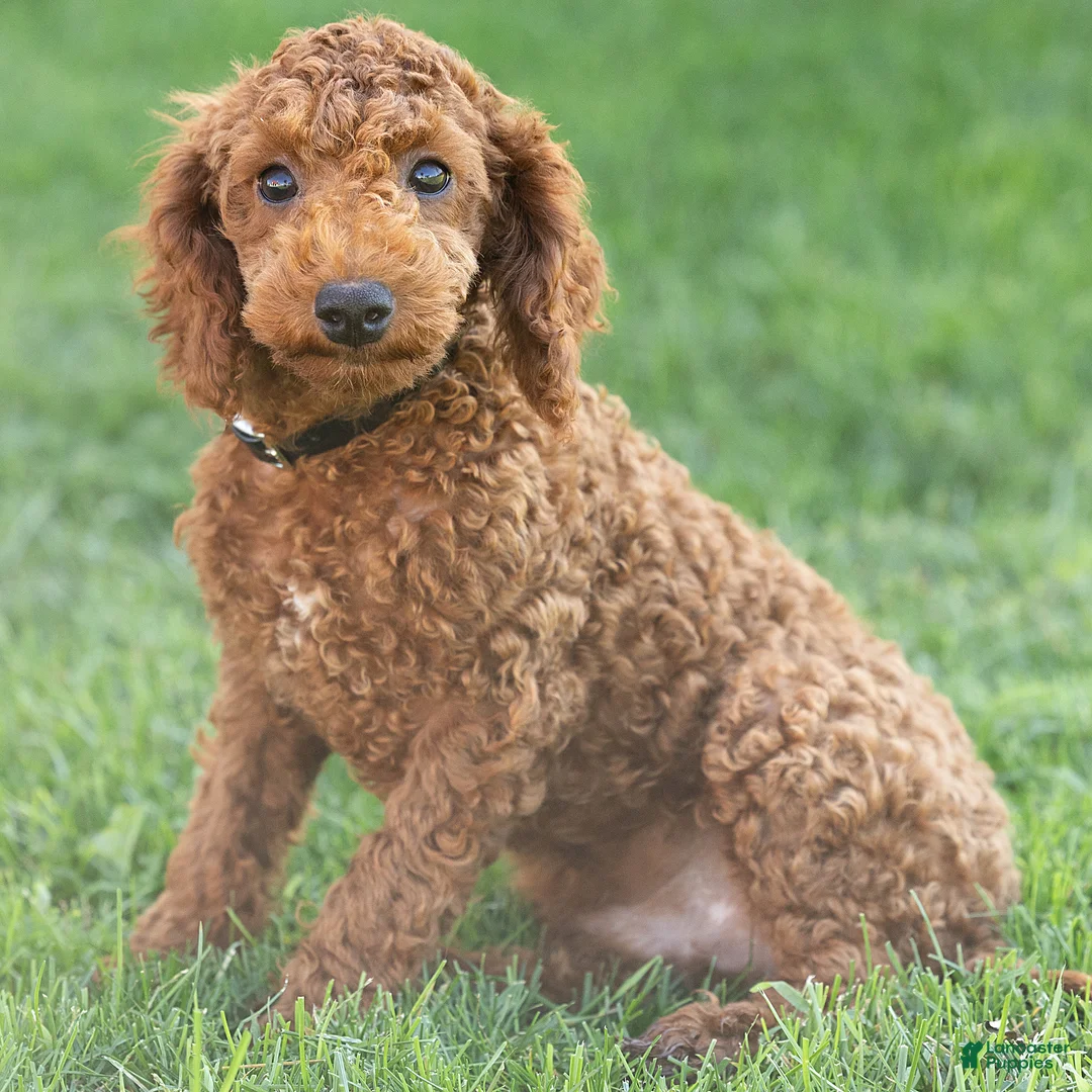 Toy Poodle dogs for sale: George Toy Poodle  - Ad 1