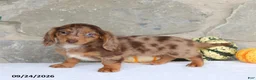 Miniature Dachshund dogs for sale: Tina - Ad 3