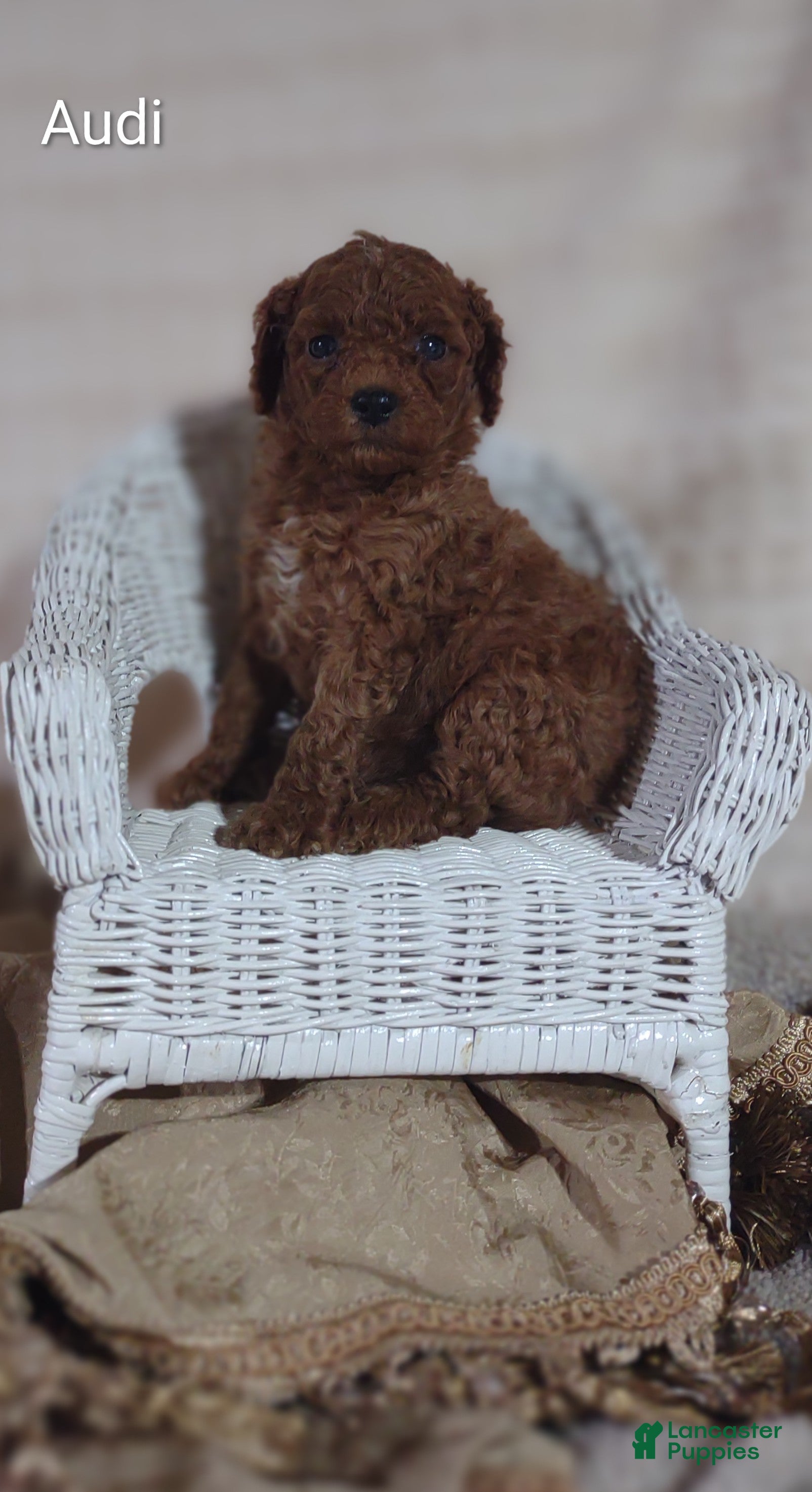 Cavapoo dogs Cavapoo F1b 3 Audi - Ad 1