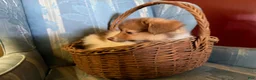 Mixed Breed dogs for sale: Cookie’s boy #3 - Ad 2