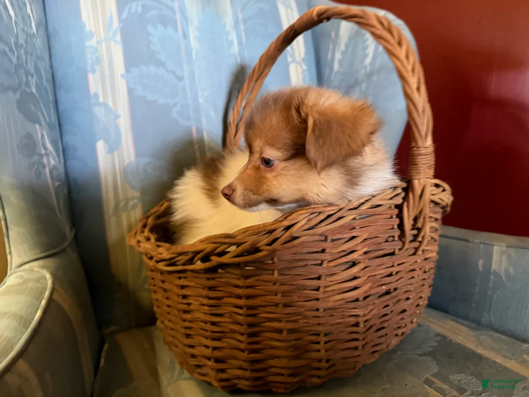 Mixed Breed dogs for sale: Cookie’s boy #3 - Ad 2