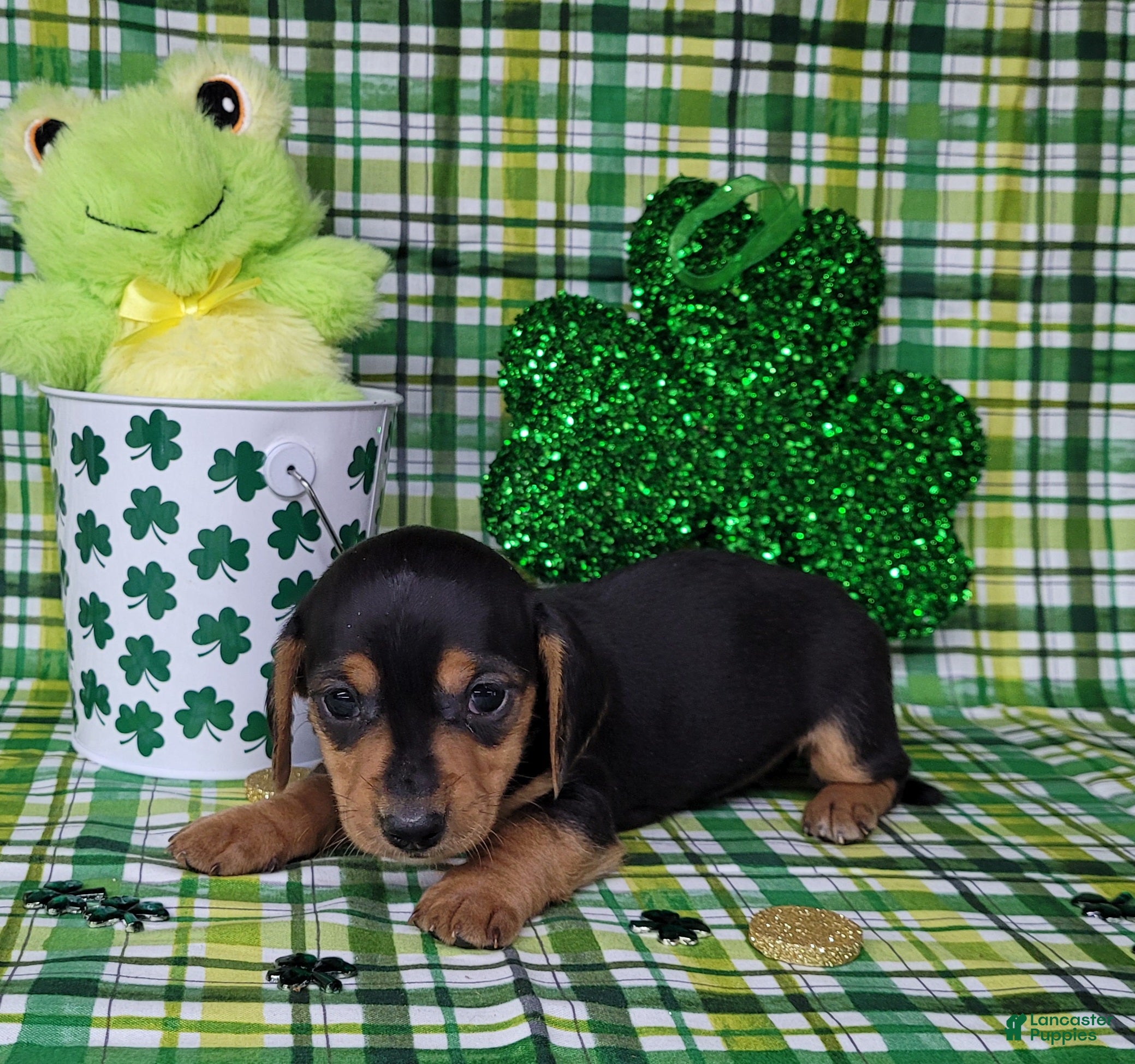 Miniature Dachshund dogs Vera AKC female - Ad 29