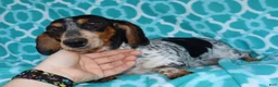 Miniature Dachshund dogs for sale: Flossy’s male - Ad 8
