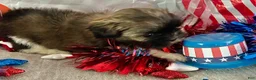 Shih Tzu dogs for sale: Zane - Ad 5