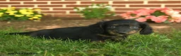 Miniature Dachshund dogs for sale: Flash  - Ad 4