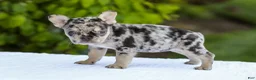 French Bulldog dogs for sale: Joy - Ad 12