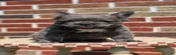 French Bulldog dogs for sale: Elle - Ad 6