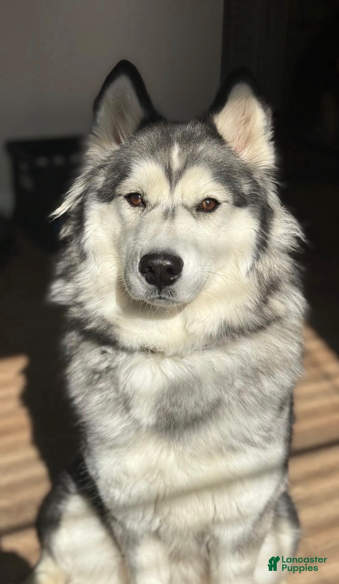 Siberian Husky dogs for sale: Dark - Ad 11