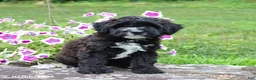 Whoodle dogs for sale: Beauty - Ad 3