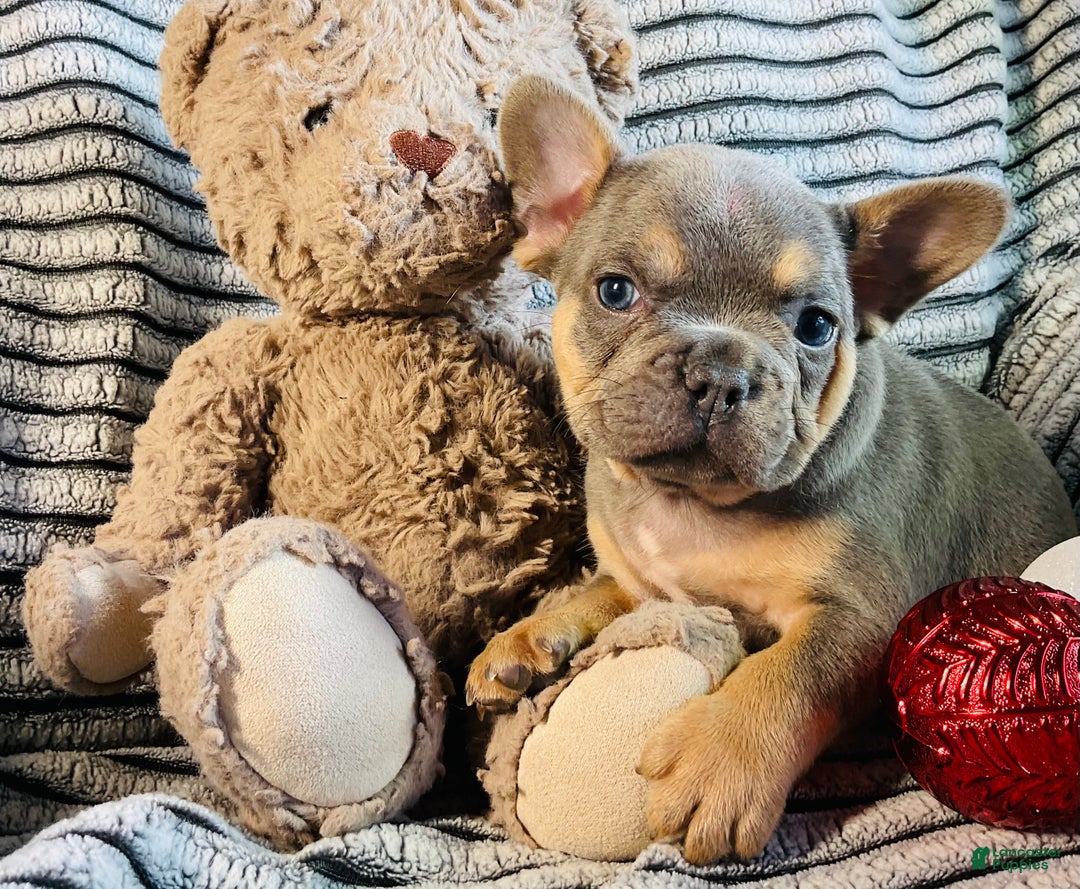 French Bulldog dogs for sale: Winston  - Ad 10