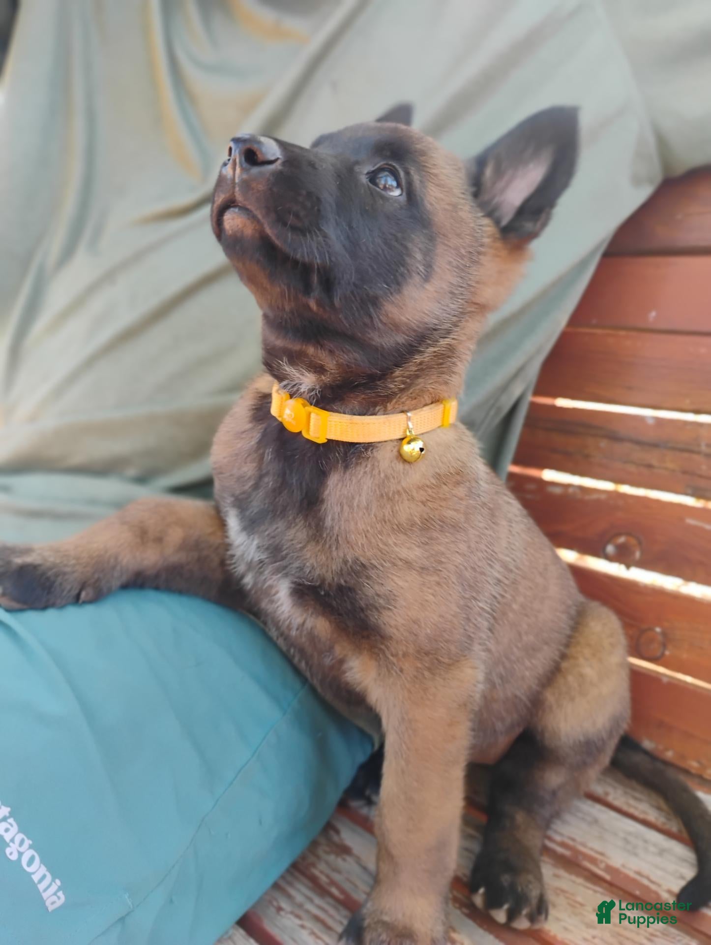 Belgian Malinois dogs Gold Collar  - Ad 1