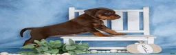 Mixed Breed dogs for sale: Cocoa - Ad 4