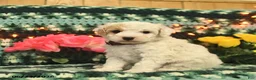 Mini Goldendoodle dogs for sale: Silly Sue  - Ad 3