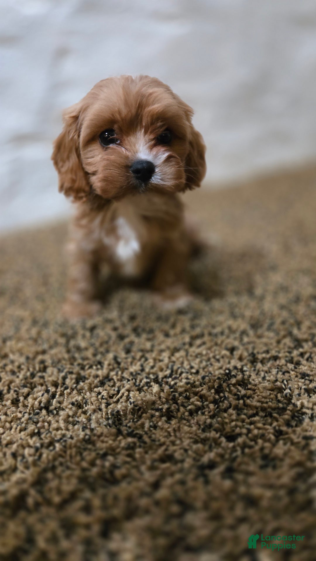 Cavapoo dogs for sale: Wes - Ad 3
