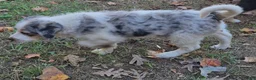 Mini Aussiedoodle dogs for sale: Speckles - Ad 5