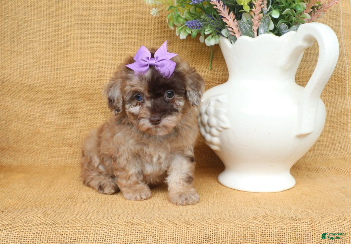 Toy Poodle dogs Gracie - Ad 2