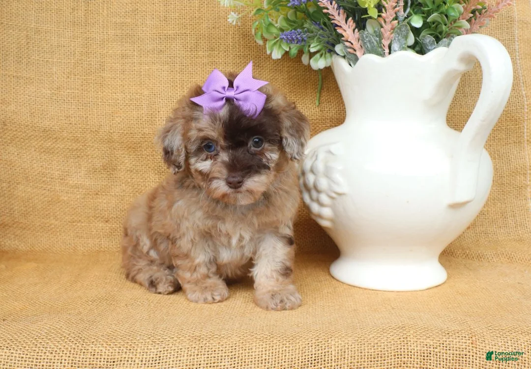 Toy Poodle dogs for sale: Gracie - Ad 2